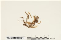 藏品(絹苔科)的圖片